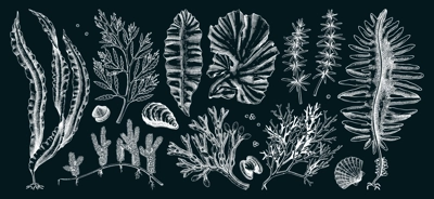 Edible seaweed collection on chalkboard. Hand-drawn sea vegetables - kelp, kombu, wakame, hijiki  drawings. Underwater algae sketches for Japanese cuisine menu or healthy food ingredients design 